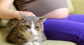 Suka Kucing? Hati-Hati Toxoplasma pada Ibu Hamil