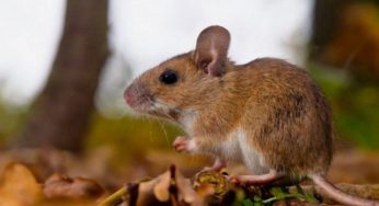 Hantavirus: Penyakit yang Tersebar melalui Tikus Rattus