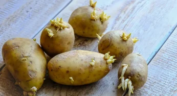 WNI Meninggal Setelah Makan Kentang Bertunas, Ini Kata Dokter