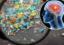 mikroplastik di otak